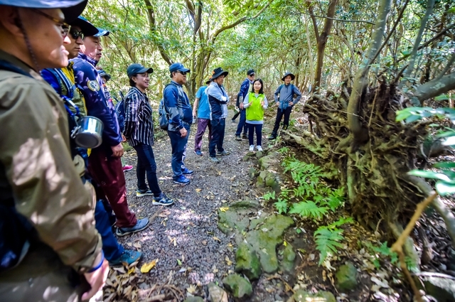 바람에 쓰러진 나무 / 제주新보 제공