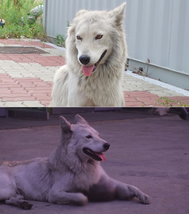 스틸 = SBS 동물농장