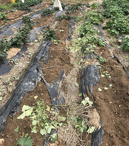 최근 군산시 나포면 일대에 멧돼지가 출몰해 고구마 밭 등 피해를 입고 있다.