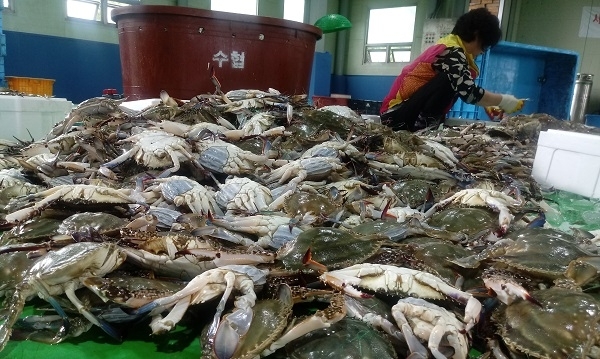 비응항 위판장에서 꽃게를 선별하고 있는 모습.