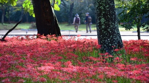 선운사에 핀 꽃무릇. 전북일보 자료사진