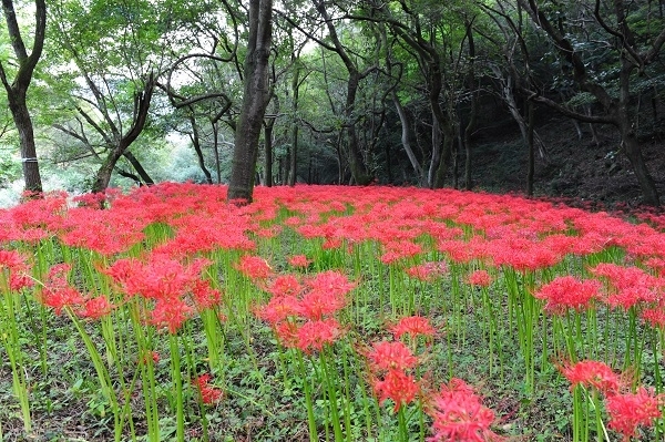 고창 선운산 상사화.