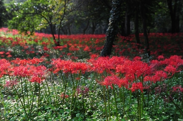 고창 선운산 꽃무릇