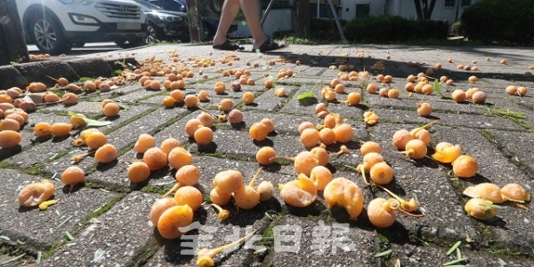 23일 전북대학교 교정을 비롯한 전주 시내 곳곳 가을철 불청객인 은행이 떨어져 내려 악취가 진동하고 있다. 조현욱 기자