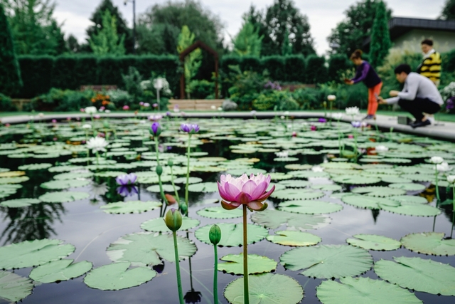 서양정원 연꽃
