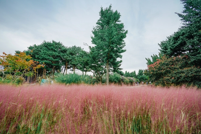 전주수목원 내 핑크뮬리1