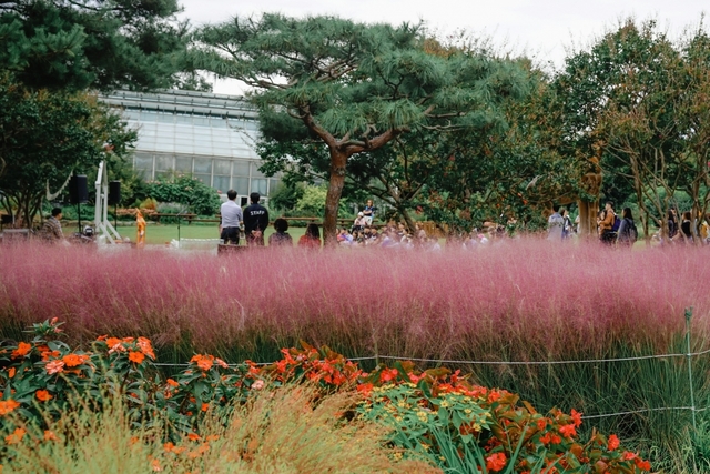 전주수목원 내 핑크뮬리2