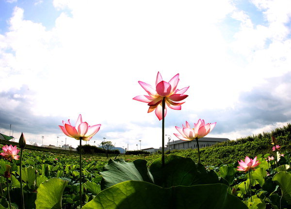 함안입곡군립공원 내 연꽃테마파크./경남신문DB