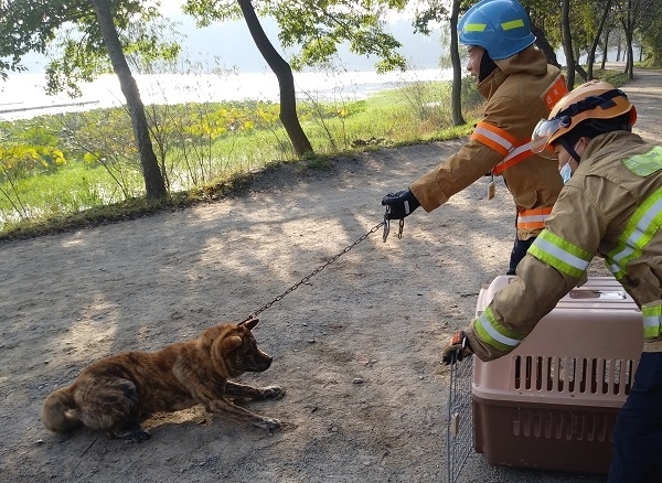 소방대원들이 호피 무늬 진돗개를 포획하는 모습.