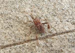 소나무허리노린재