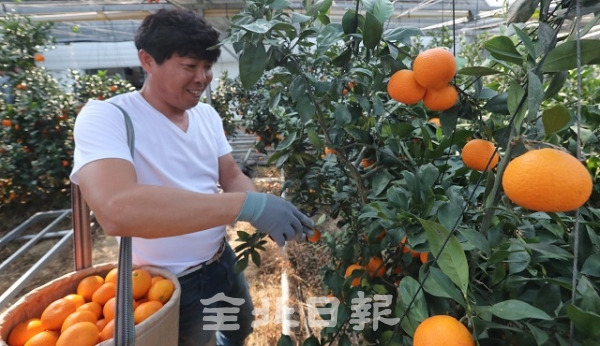 24일 완주 삼례읍 신금리의 귤 생산 농가인 아띠농장에서 김운기 대표가 먹음직스럽게 매달려 있는 귤을 재배하고 있다. 조현욱 기자