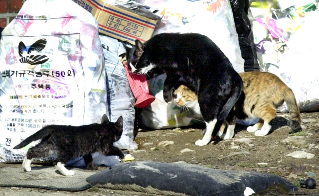 ▲ 전주 한 주택가에서 먹이를 찾고 있는 길고양이들.  전북일보 자료사진