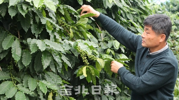 12일 방송과 SNS를 통해 방문객이 늘어나고 있는 완주군 완창리 강순후커피체험농원에서 강순후 대표가 커피나무를 돌보고 있다. 조현욱 기자