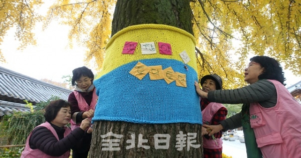 13일 전주시자원봉사센터 봉사자들이 직접 만든 털옷을 전주 한옥마을에서 가로수에 입히고 있다. 조현욱 기자