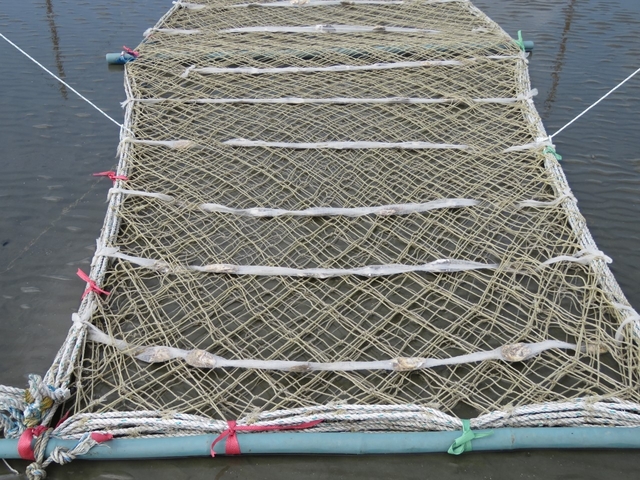 포자패각을 제거한 발장