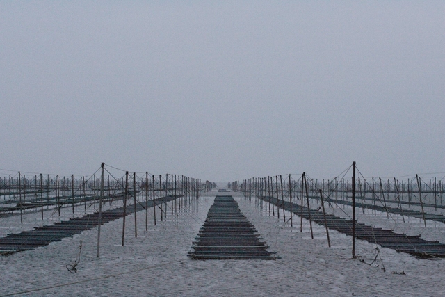 지주식 김발 분양작업