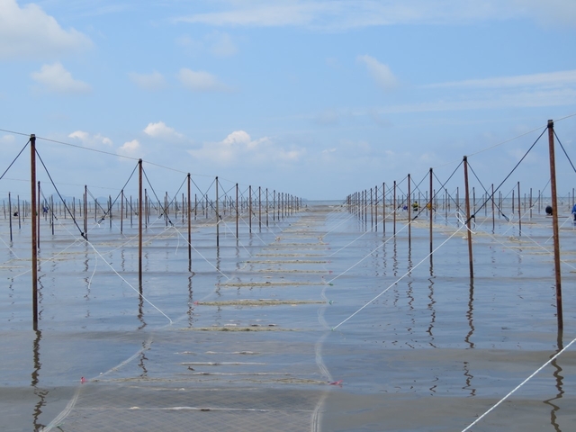 지주식 김발 분양작업