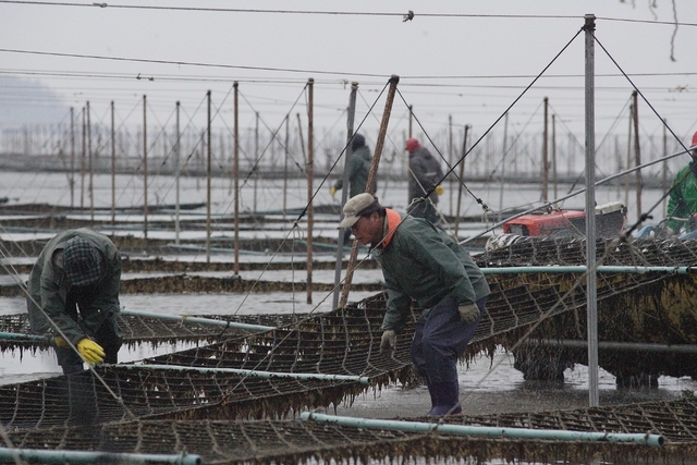 지주식 김 채취작업
