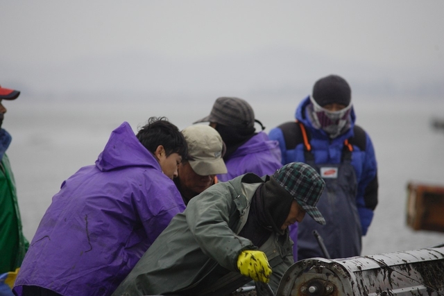 지주식 김 채취작업