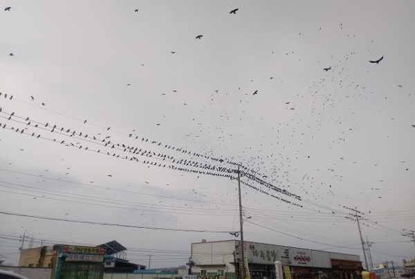 군산시 미장동에 출현한 까마귀 떼.