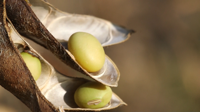스틸 = KBS 한국인의 밥상