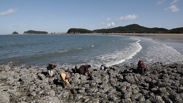 스틸 = KBS 한국인의 밥상