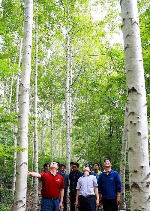 영양군 수비면 죽파리에는 축구장 40여개 보다 넓은 규모의 자작나무 숲이 조성돼 있다. 이 곳은 최근 산림청과 영양군이 생태휴양지로 가꾼다는 방침을 세우고 있다. 사진= 영양군 제공
