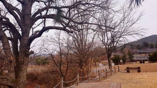 석보 두들마을에는 이시명 선생의 넷째 아들인 이숭일이 새겼다고 하는 동대·서대·낙기대·세심대 등의 글씨가 새겨진 절벽이 있다. ‘선비는 안빈낙도(安貧樂道)를 덕목으로 삼고 궁불실의(窮不失義)를 실천하라’는 뜻이 함축된 낙기대 언덕 위에는 400여년 세월을 버티고 도토리나무들이 자라고 있다. 매일신문=엄재진 기자