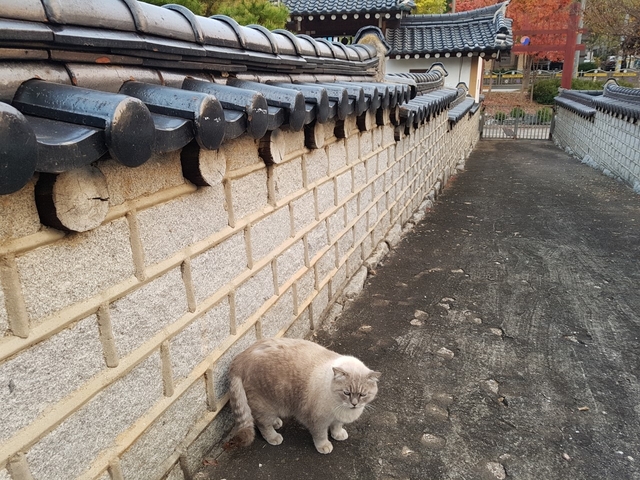 황강서원의 터줏대감으로 보이는 고양이