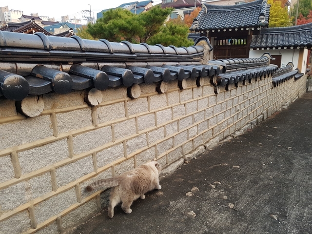 황강서원의 터줏대감으로 보이는 고양이