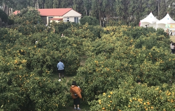 감귤 농장 체험