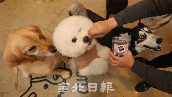 반려동물을 키우는 인구가 1400만 명을 넘는 등 반려동물 시장이 성장하고 있는 19일 전주시 효자동 쿠치로 애견카페에서 강아지들이 프리미엄 수제 간식을 먹고 있다.  조현욱 기자