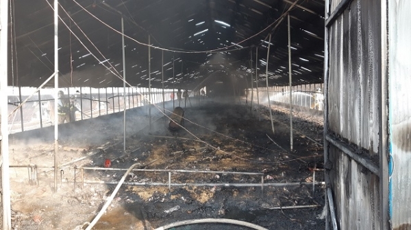 순창의 한 양계장에서 불이 나 토종닭 1만 5000여마리가 폐사했다. 사진= 남원소방서 제공.