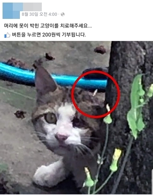사진= 군산캣맘 제공
