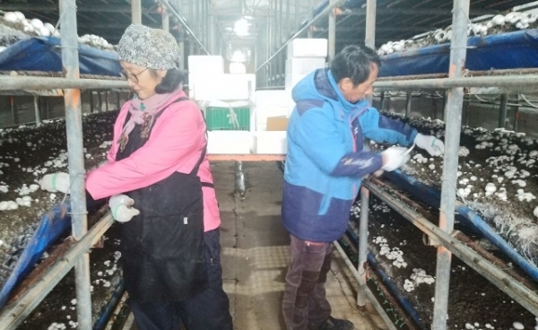 익산시 망성면에서 양송이를 재배하고 있는 공문금·조성문 부부