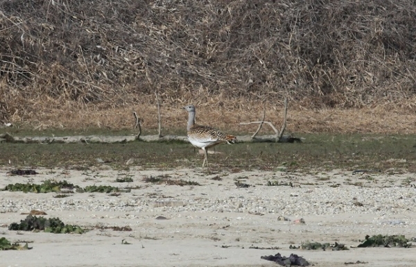 최남단 도래지인 만경강에서 관찰된 천연기념물 제206호 '느시'.