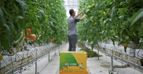 장수군이 자체 증식한 장수 수정벌을 농가에 보급하면서 고품질 농산물 생산 증대를 도모하고 있다.
