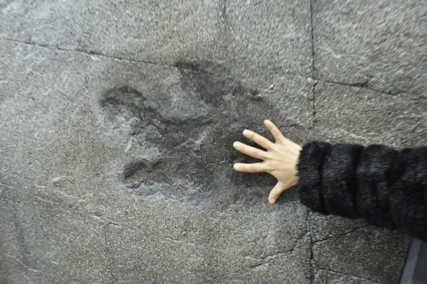 사람 손과 비교한 공룡 발자국