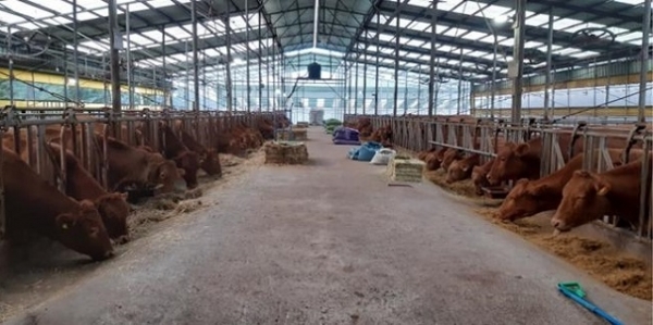 홍삼박이 혼합된 사료를 먹고 있는 진안 홍삼한우.