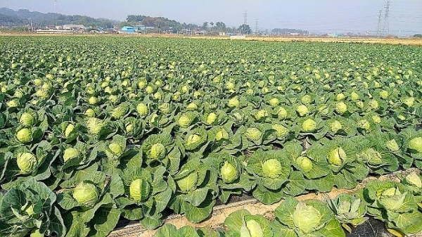 군산 꼬꼬마양배추