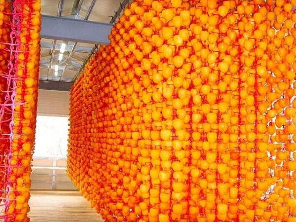 남원 '뱀사골 찰곶감' 생산 농가들이 판로 확보에 어려움을 겪고 있다.