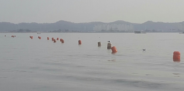 금강하구에 설치된 실뱀장어 불법 어구.