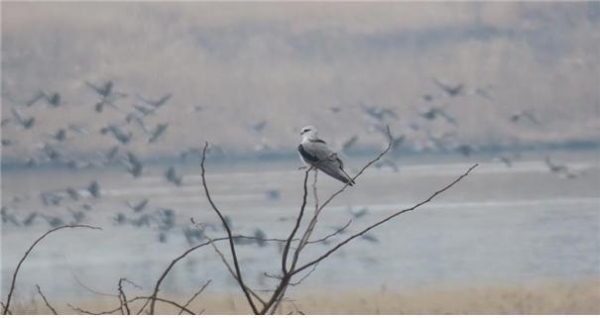 전북에서 처음 관찰된 검은어깨매. 사진제공=전북지방환경청