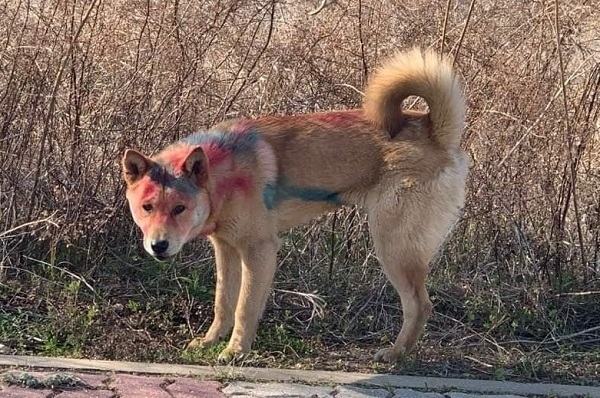 온 몸이 페인트로 낙서를 당한 개.