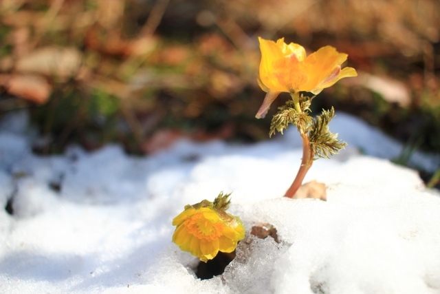 눈 속에 핀 복수초꽃 / 2020. 2. 19