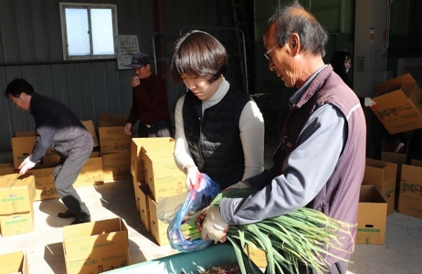 17일 익산시 농촌활력지원센터와 전자상거래 지원단 IT전문가 등 직원 8명이 심각한 인력난에 시달리고 있는 함라 탑고지 마을을 찾아 일손을 돕고 있다.