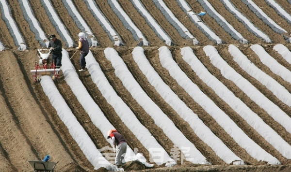 코로나19 사태 여파로 전북지역 농가가 영농철 인력확보에 비상이 걸렸다. 전북일보 자료사진