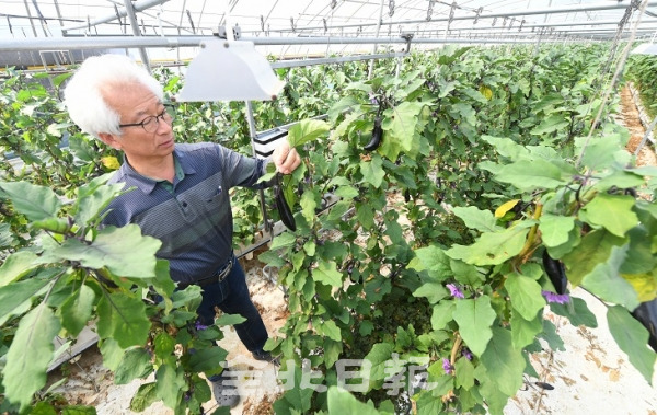 코로나19로 학교 개학이 늦어지면서 학교급식용 농산물을 납품하던 친환경 농산물 재배농가가 어려움을 격어 전주시 등 지자체의 소비촉진 운동으로 일시적인 어려움은 해결했으나 25일 전주시 만성동의 한 재배농가에서 개학이 더 연기된다면 농산물 생산이 급증하는 4월부터는 큰 어려움이 예상된다며 판로 등을 모색하고 있다. 오세림 기자