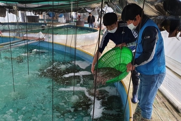 남원시농업기술센터가 10월까지 미꾸리 양식농가를 대상으로 미꾸리 분양을 시작했다.