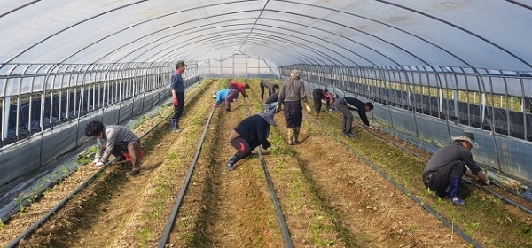 31일 익산시 농업기술센터가 오산·웅포·삼기면 등 귀농인 농가를 찾아 농촌일손돕기 봉사활동을 펼쳤다.